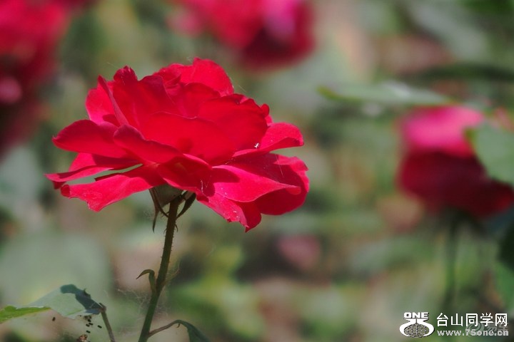 83325c18d76f4fe2bc383034cfdd78a6_720_0_max_jpg.jpg