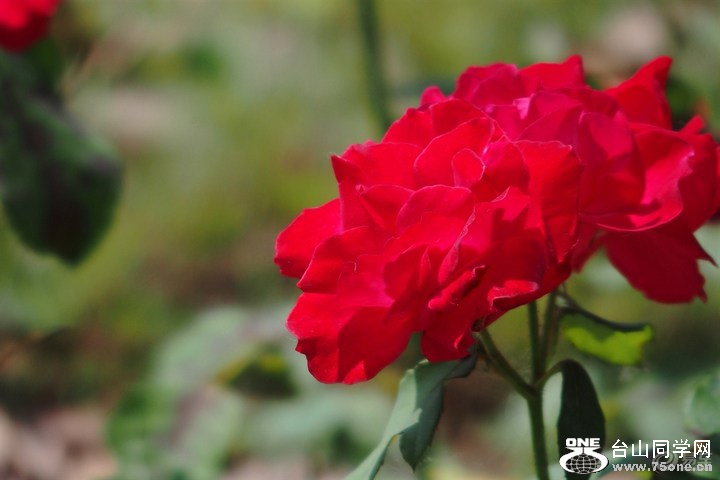 0af76fd532e14086871c1eff01afd367_720_0_max_jpg.jpg