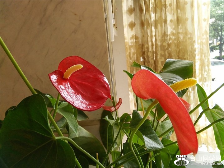 ca3ab2e9ed2d49a49d242f3ecc866cbf_720_0_max_jpg.jpg