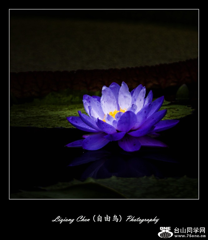 IMG_1953-XL.jpg