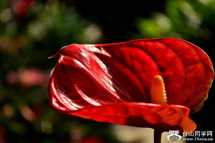 5424518e6406489c94bdbb9a02852bd4_720_0_max_jpg.jpg