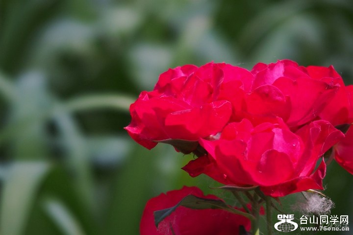 f4b11f63a327491892b1e75329c78393_720_0_max_jpg.jpg