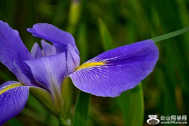 889da939b71646f2a0b26df60c8d932e_720_0_max_jpg.jpg