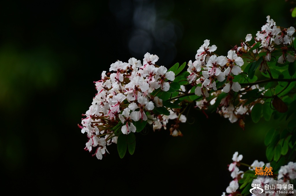 DSC_0002.JPG