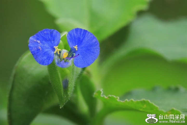 1d5eb329d4e94da8be3d0943508793f9_720_0_max_jpg.jpg