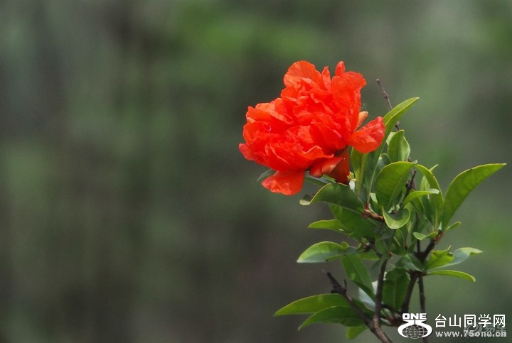 bfb5873f8fb241b7aea763de66e91306_720_0_max_jpg.jpg