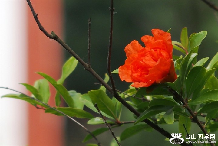 4d541a1df9df4102a427a5b0eff13cde_720_0_max_jpg.jpg