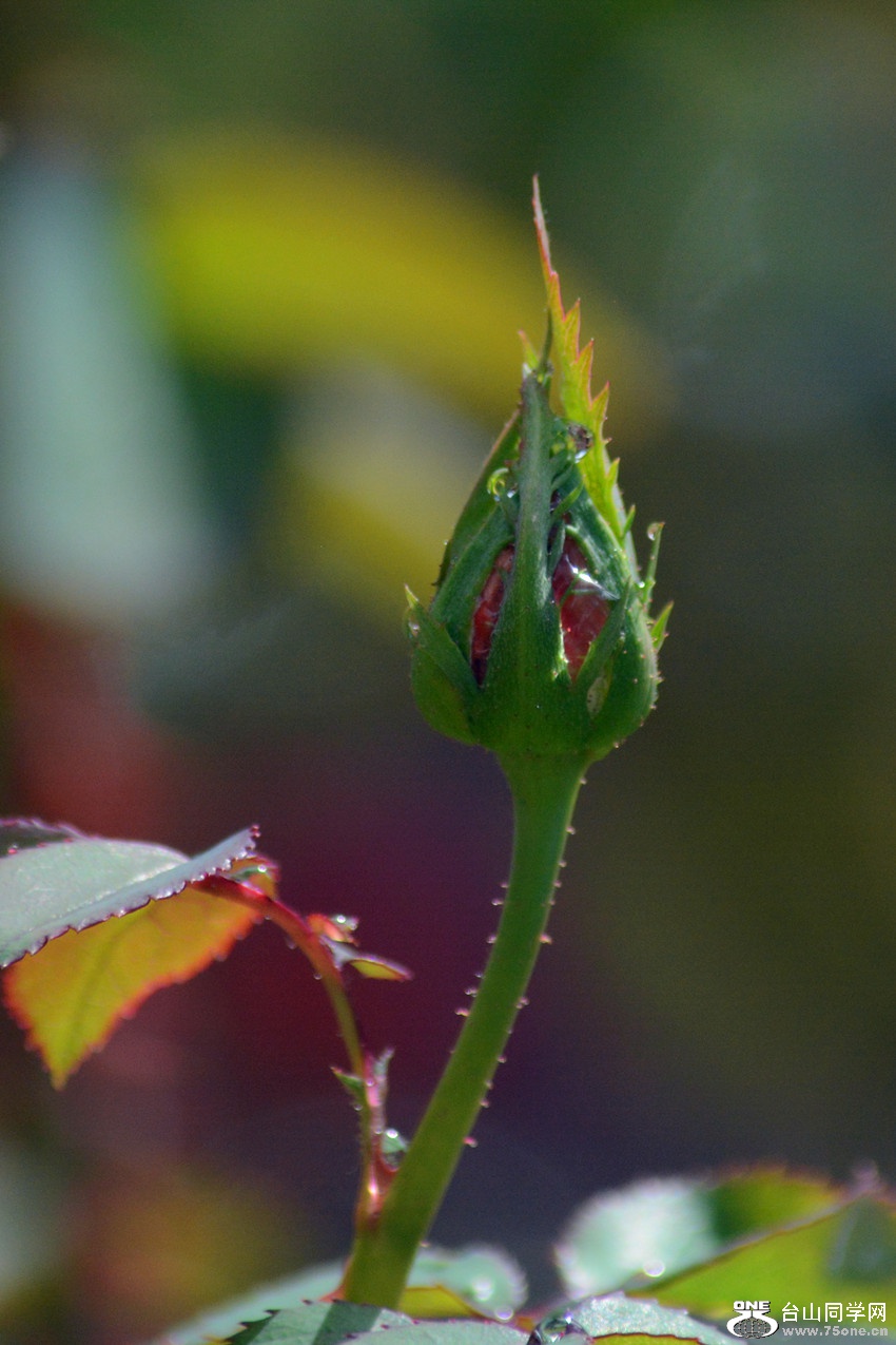 DSC_9448_40.jpg