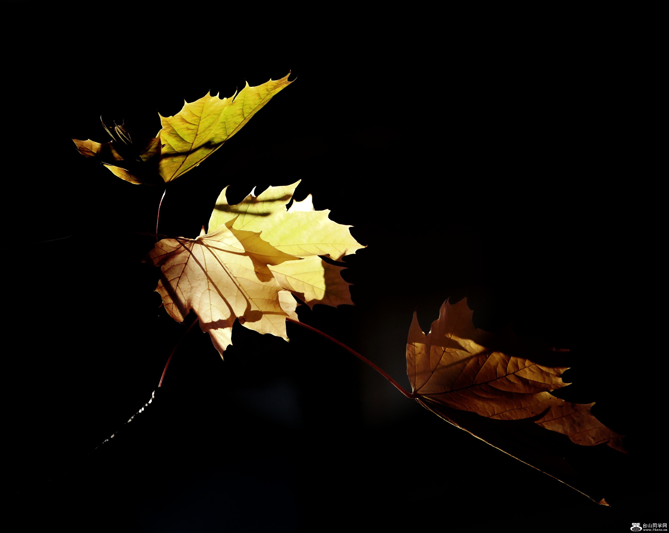 l1030204_conew1.jpg