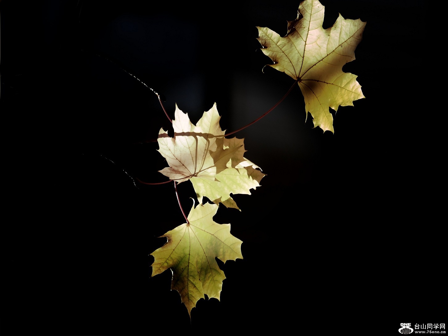 l1030201_conew1.jpg