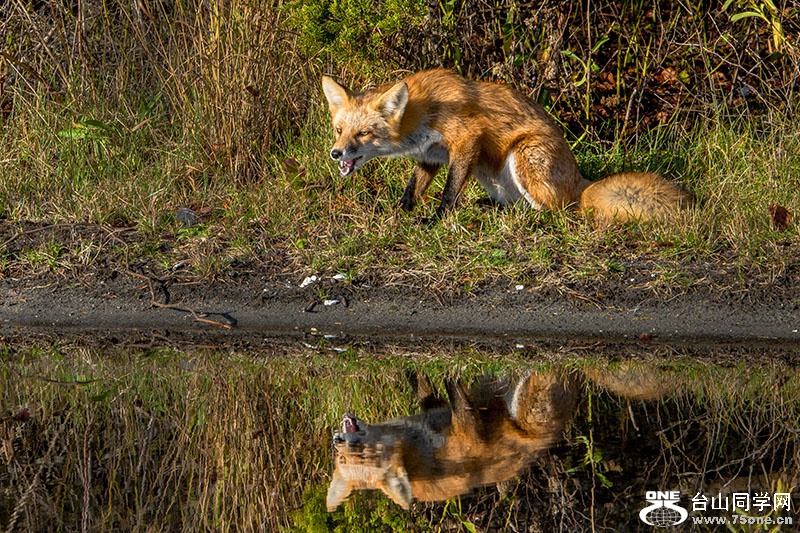 DSC_0489aa.jpg