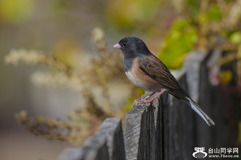 DSC_0136aa.jpg