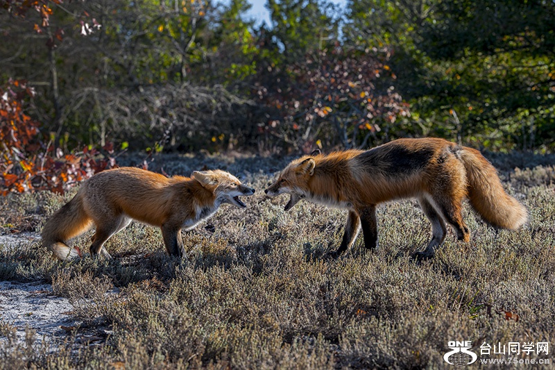 DSC_1510aa.jpg