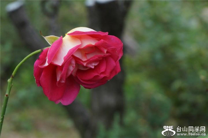 33693c325ff844e8945d71d642dfaf65_720_0_max_jpg.jpg