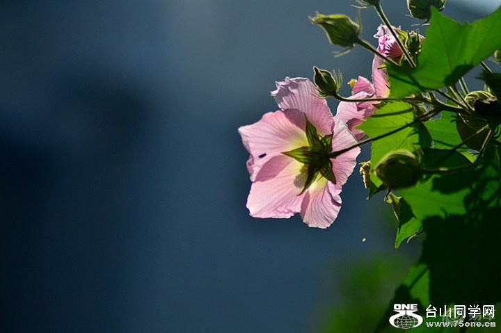 43c2ff45a14748f0be735a38ba809a0b_720_0_max_jpg.jpg