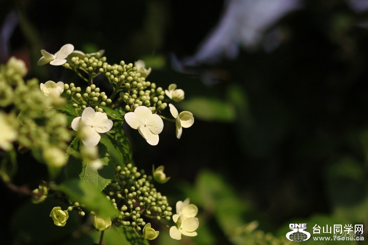 5a740d2898aa4c18b1d25620d9336bdc_720_0_max_JPG.jpg