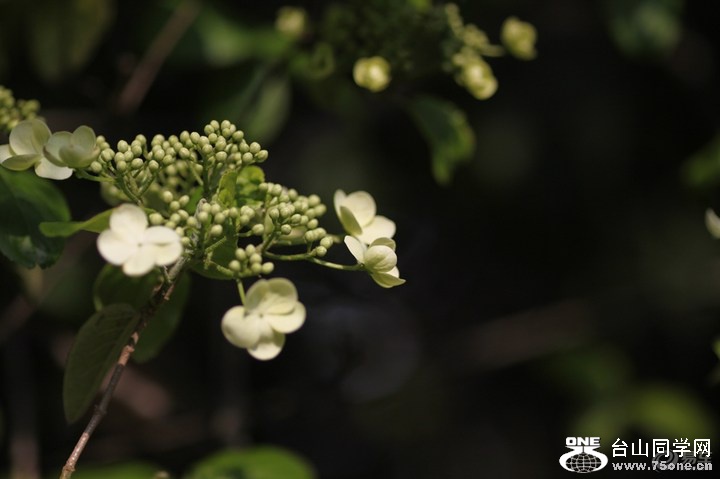 4f7b2df709d94a3e8594940934f16060_720_0_max_JPG.jpg