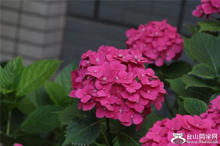 2b09f07a659a4030a595e15242bc4e83_720_0_max_jpg.jpg