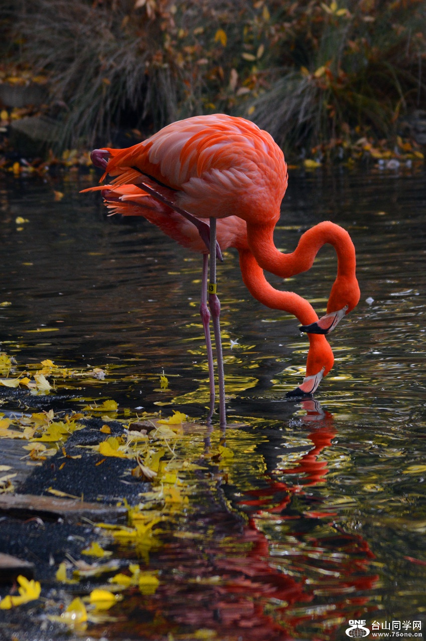 DSC_2247_2.jpg
