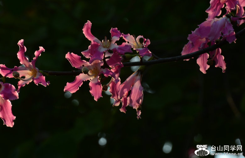 DSC_2974_1.JPG