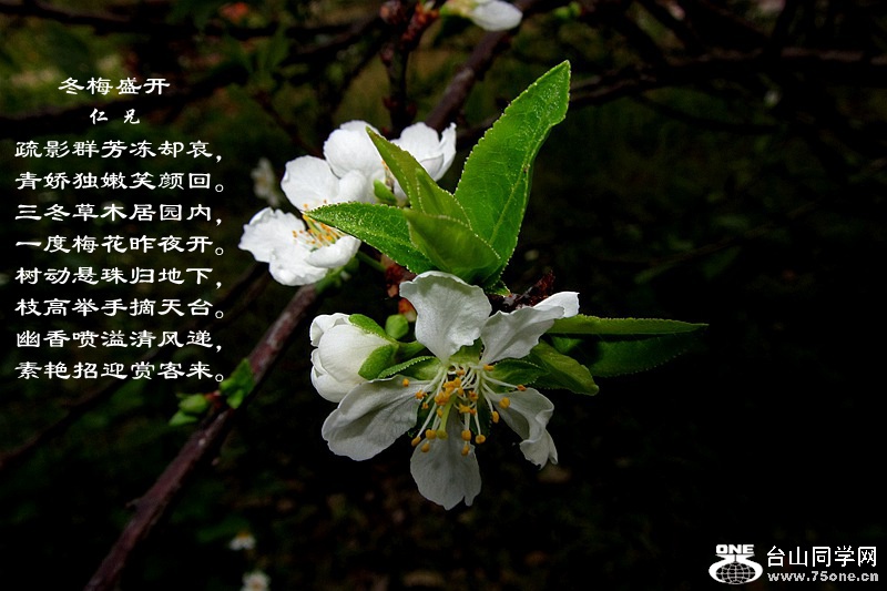 IMG_8941.JPG