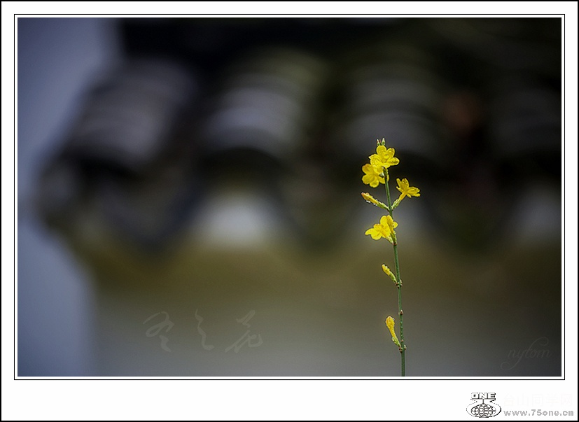 DSC_7536_.jpg