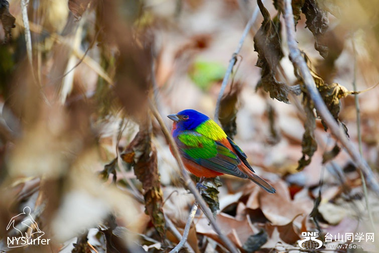 DSC_51377.jpg