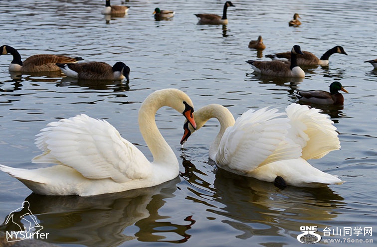 DSC_41343.jpg