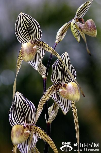 f_13378850_1.jpg