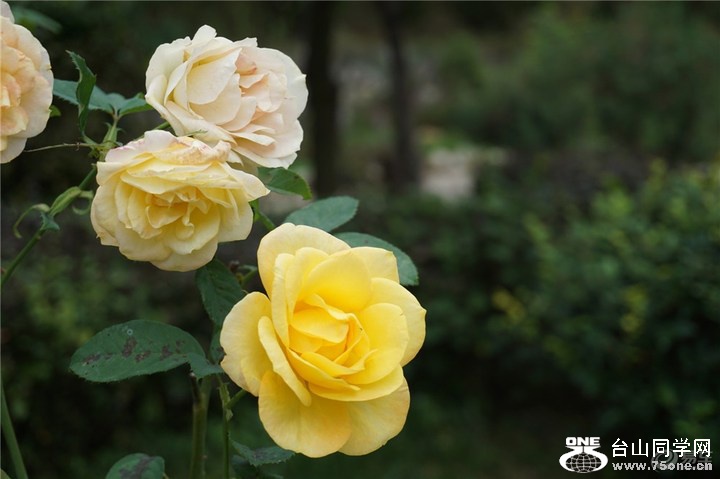 46c368fb02a2425e8824f86aa823c614_720_0_max_jpg.jpg