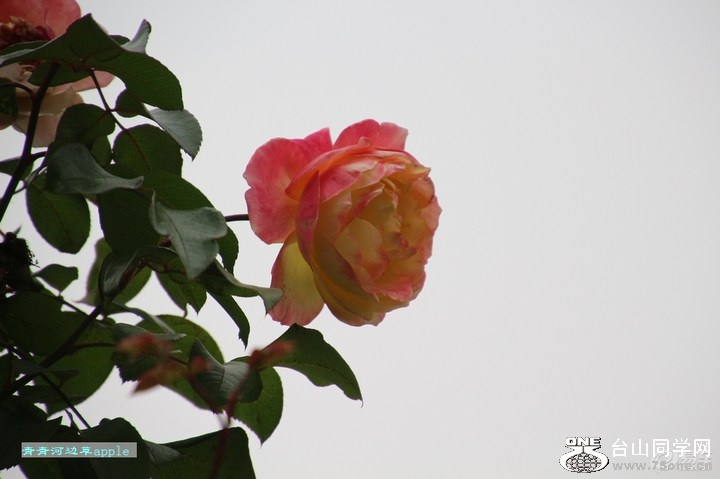 eb137b9803724cca9aa6b98731a291e2_720_0_max_jpg.jpg