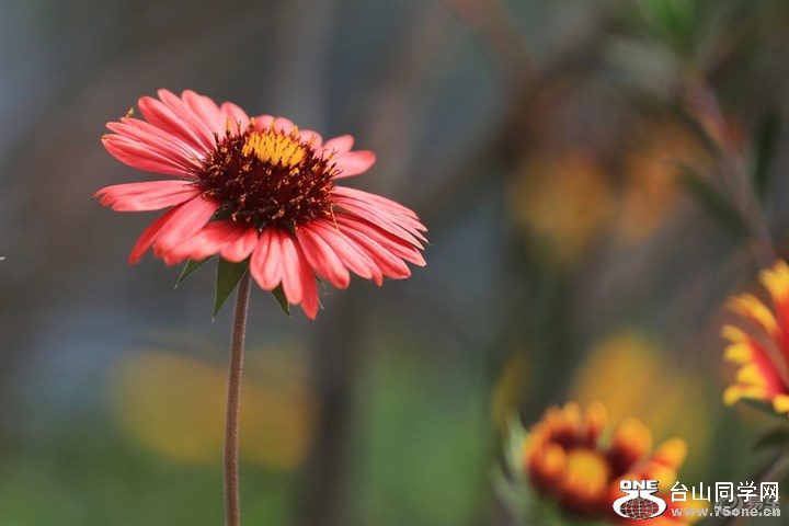 3f787cc809a94158925718f3e19913dd_720_0_max_JPG.jpg