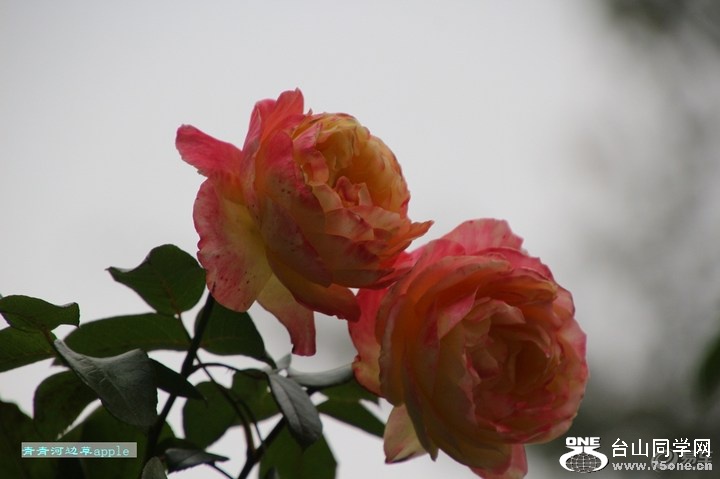 7185a98db94b45f3a8d7e6255b8da6f0_720_0_max_jpg.jpg