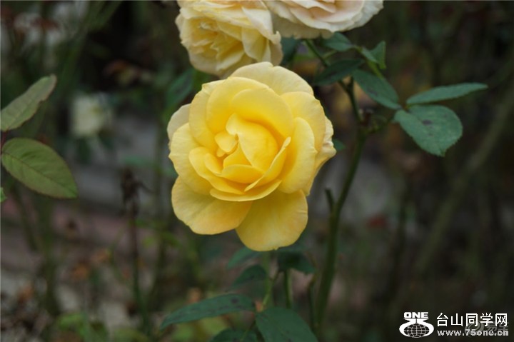 6d08ceb419d145e4a32ea9f3c4d4a916_720_0_max_jpg.jpg