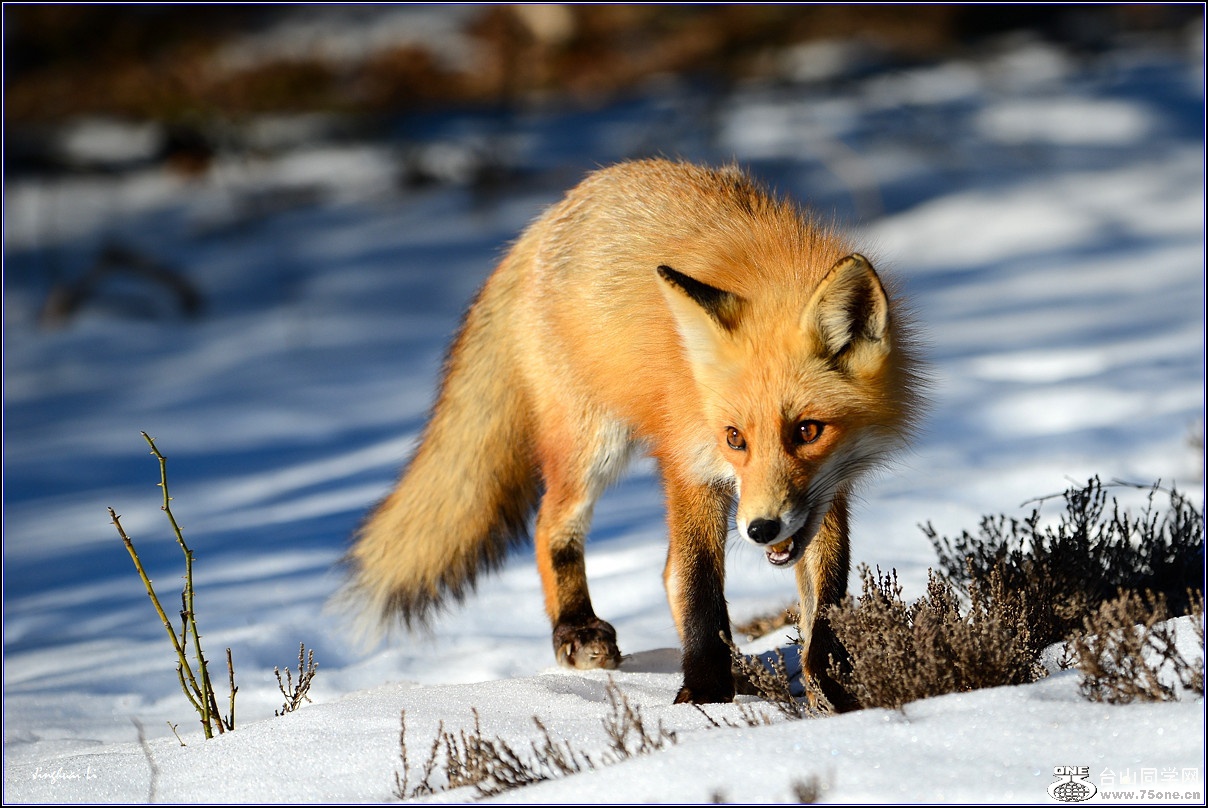 DSC_7110-2_.jpg