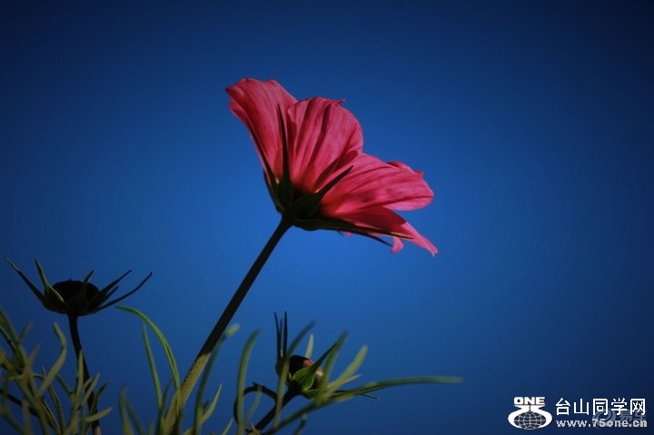 1e185a398d564db49ef1f6cdadd9a01c_720_0_max_JPG.jpg