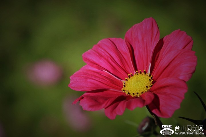d3613e99a55341ada93daa97e56f6e9d_720_0_max_JPG.jpg
