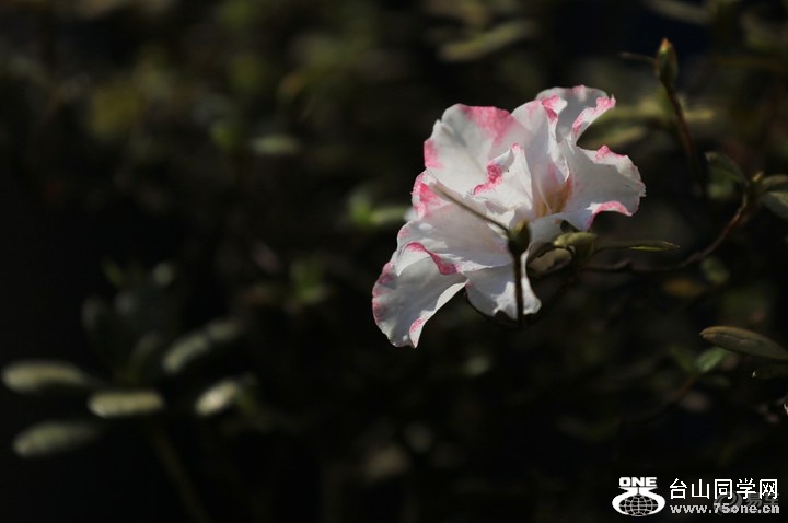 7d1a187a6beb48d3b63708052822c5a1_720_0_max_JPG.jpg