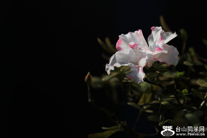 b6e22668d9ab4079bc866ab2407dc561_720_0_max_JPG.jpg