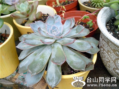 88_2492_deeba227855d246.jpg