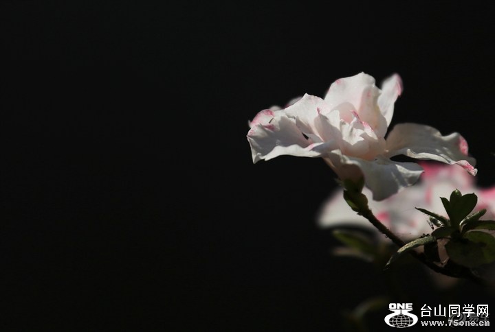 d7ae7f14049b41679c5e2274433d9d5a_720_0_max_JPG.jpg
