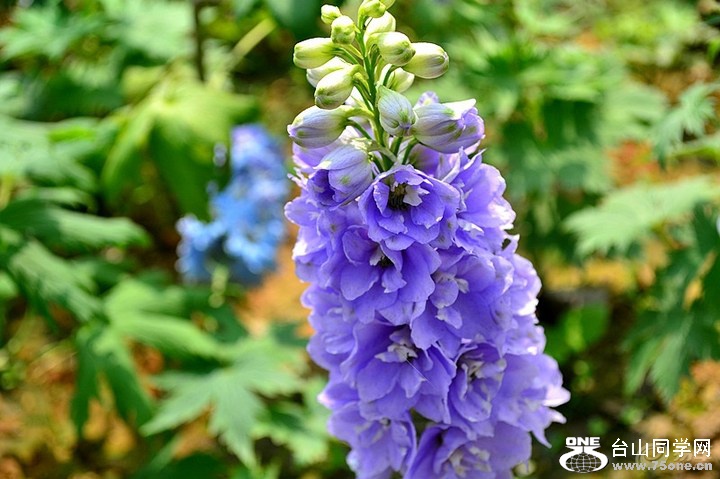 21eb74ad348344a586c5bbf5c9c543c1_720_0_max_jpg.jpg
