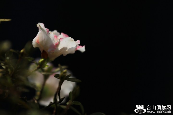 66415685210949d4aceeb3f5b8c10c32_720_0_max_JPG.jpg