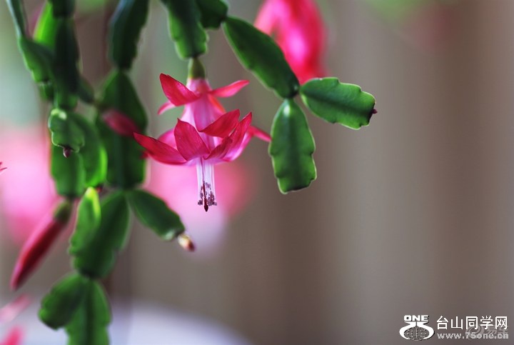 a75531b9be52464cbf25311551a962ba_720_0_max_JPG.jpg