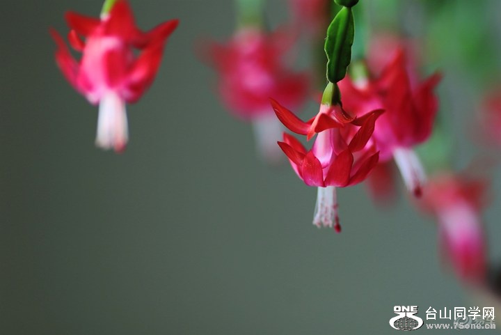 a85765514f0145ed9301ce1cb52ee19b_720_0_max_JPG.jpg