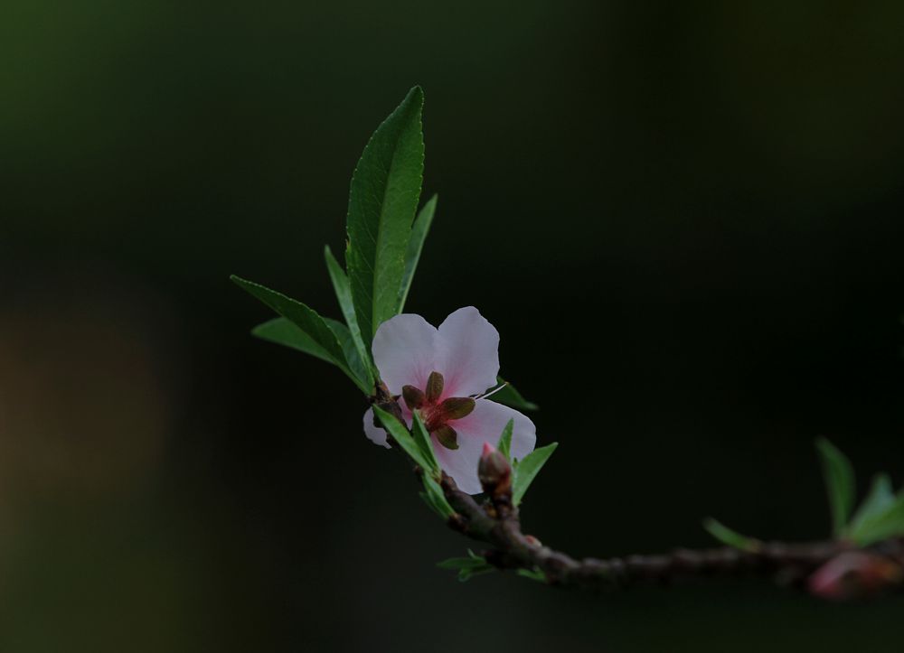 IMG_8126__.jpg