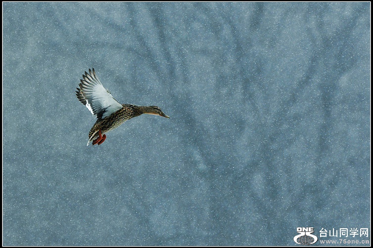 DSC_4238.jpg