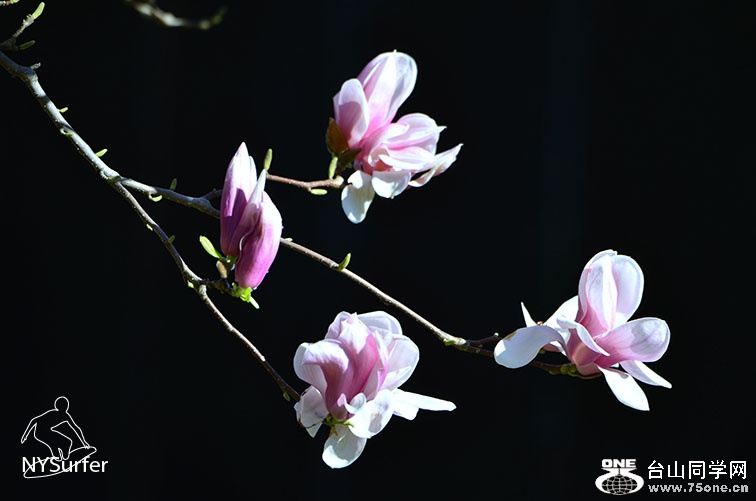 DSC_01267.jpg