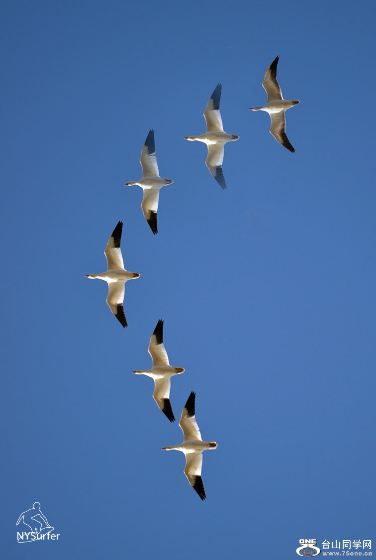 DSC_61397.jpg
