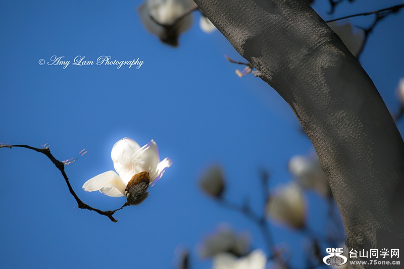 One-Lonely-white-flower_3027.jpg